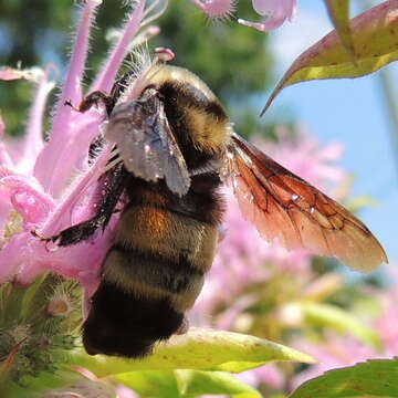 Bombus auricomus (Robertson 1903) resmi