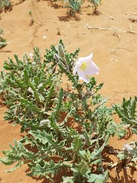 Oenothera engelmannii (Woot. & Standl.) Munz的圖片