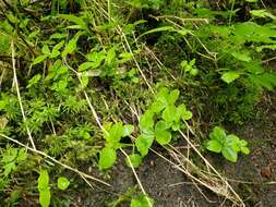 Plancia ëd Galium kamtschaticum Steller ex Schult. & Schult. fil.