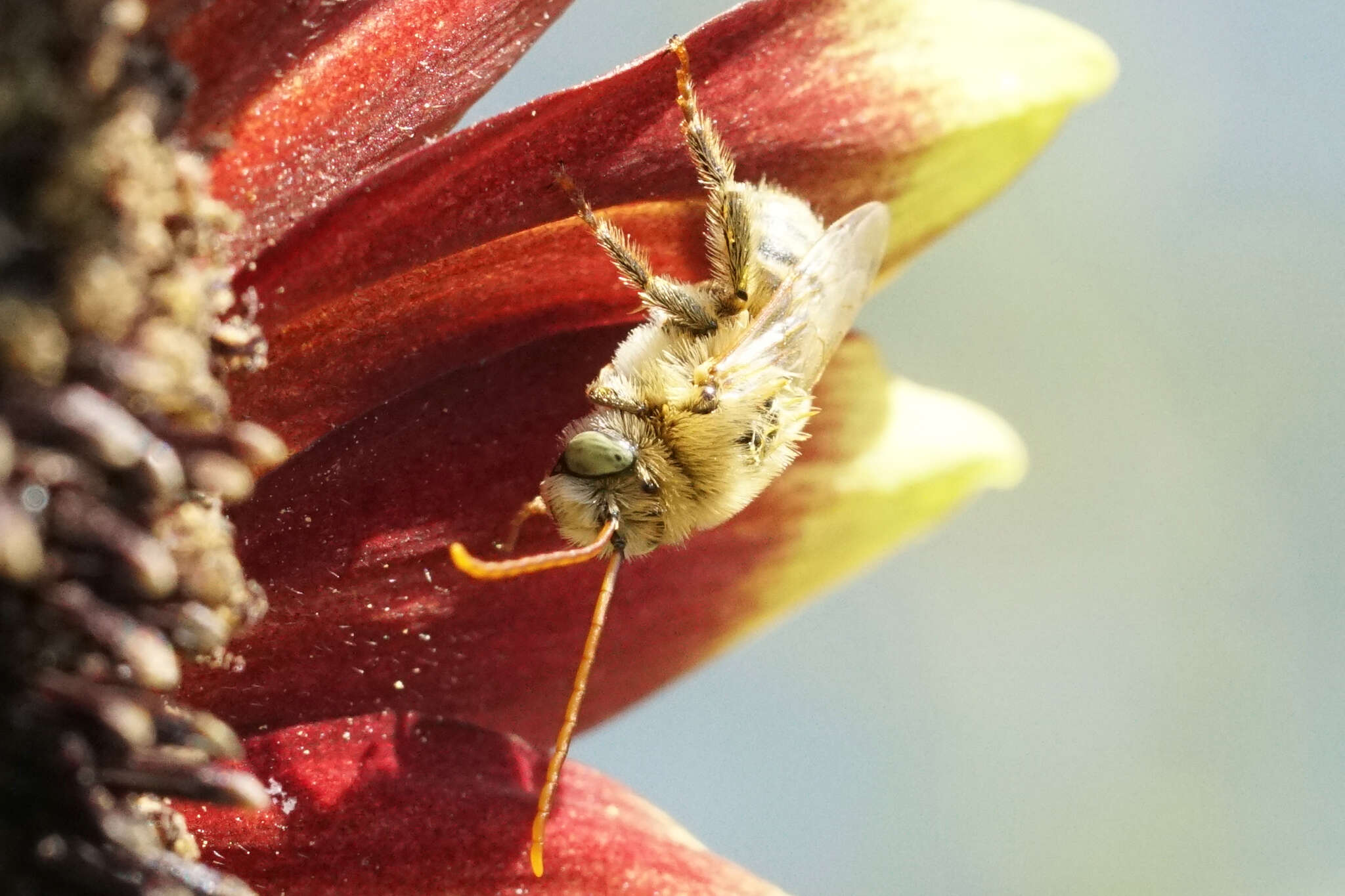 Image of Agile Long-horned Bee