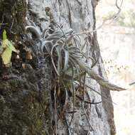 Image of Tillandsia chiapensis C. S. Gardner