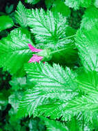 Image of salmonberry