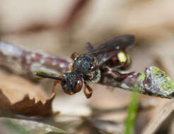 Image of Nomada leucophthalma (Kirby 1802)