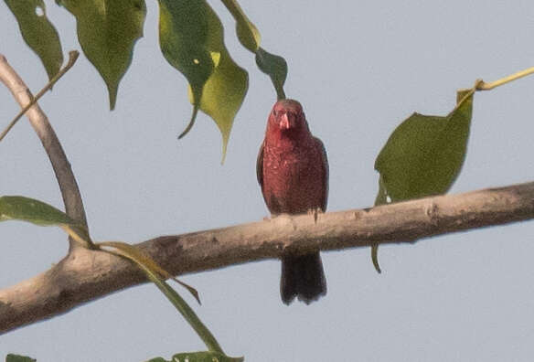 Image of Bar-breasted Firefinch