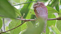 Image of Blyth's Frogmouth