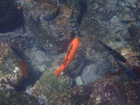 Image of Harlequin wrasse