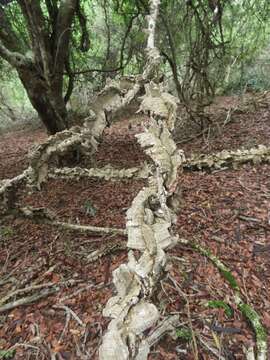 Image of Strophanthus gerrardii Stapf