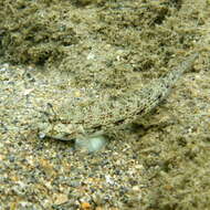 صورة Gnatholepis anjerensis (Bleeker 1851)