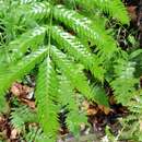 Image of Pteris incompleta Cav.