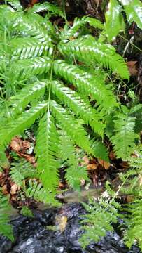 Image of Pteris incompleta Cav.