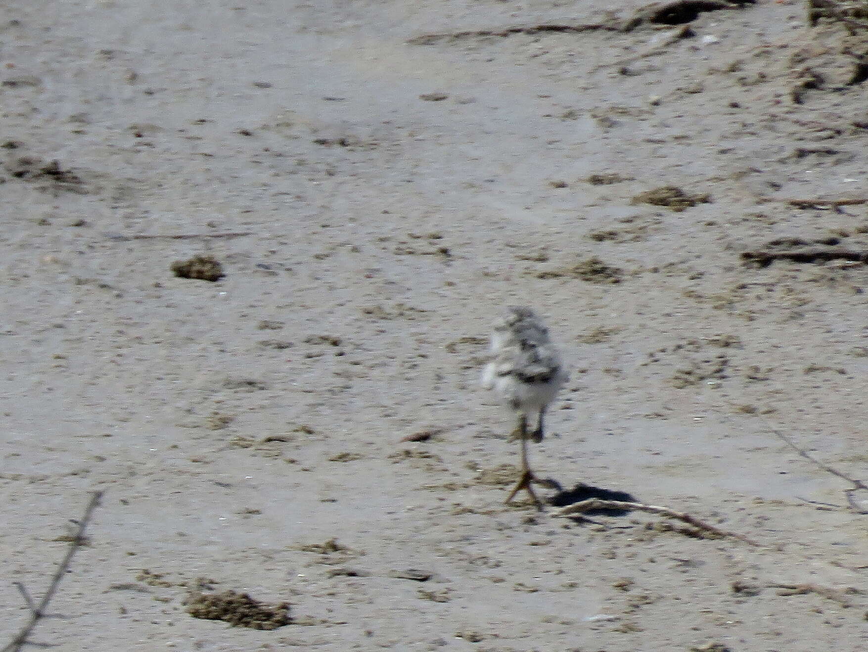 Image of Chestnut-banded Plover