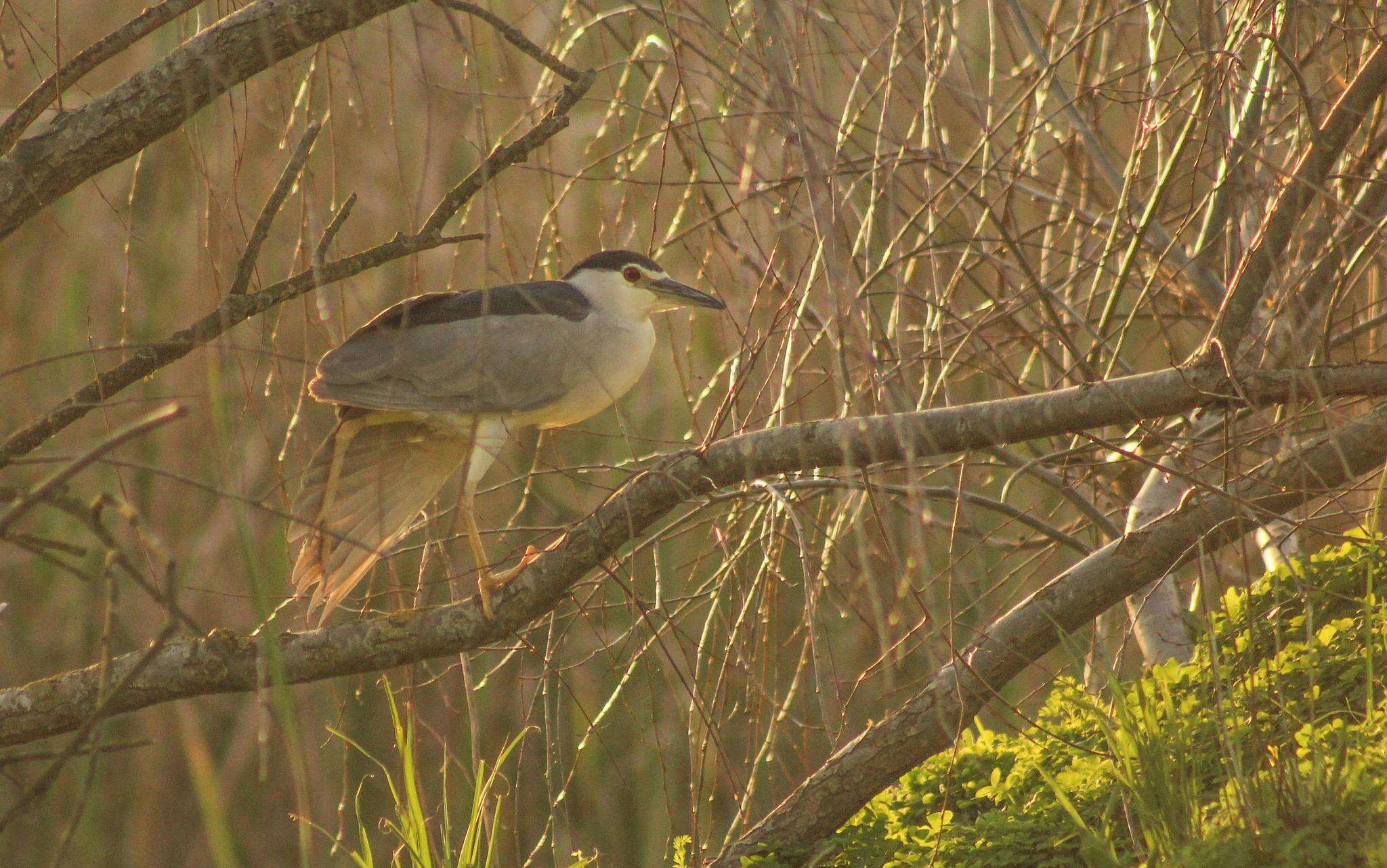 Image of Nycticorax nycticorax nycticorax (Linnaeus 1758)