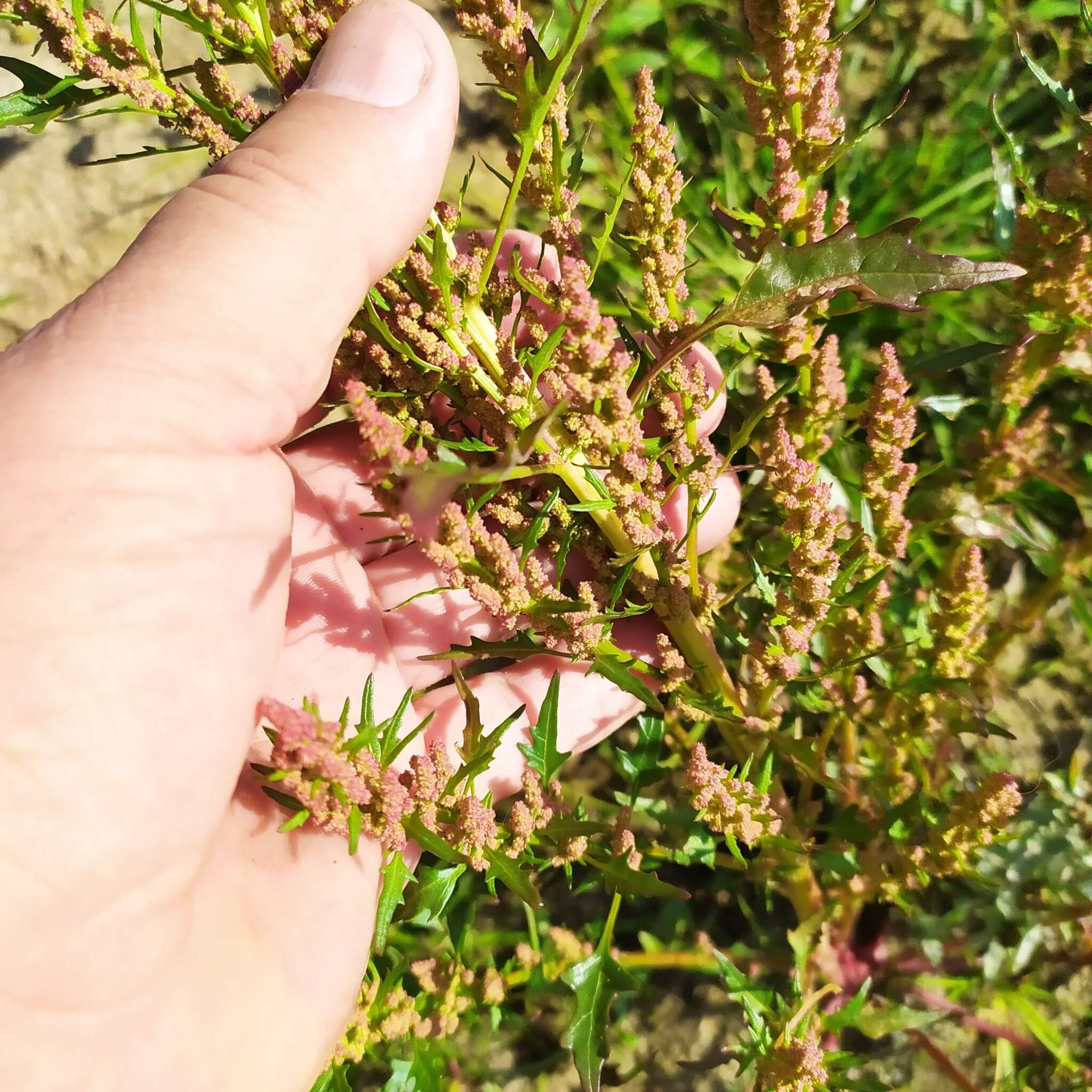 Image of Red Goosefoot