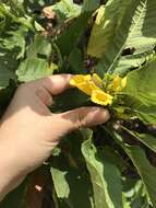 Image of chestnutleaf trumpetbush