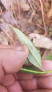 Image of Tridax paneroi B. L. Turner