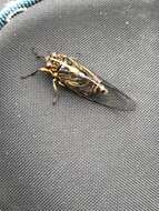 Image of Chatham Island cicada