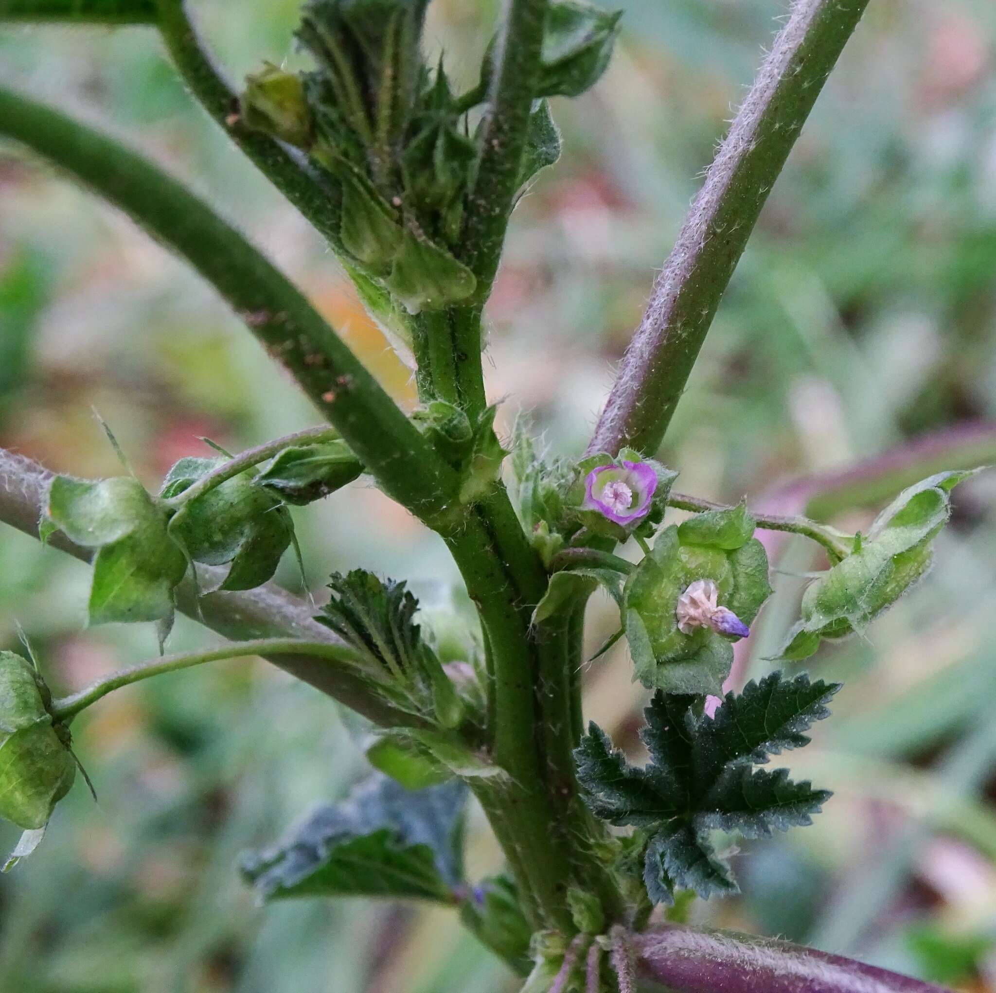 Image of Least Mallow