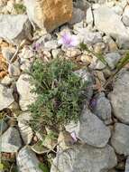 Image of Erodium foetidum (L.) L'Her.