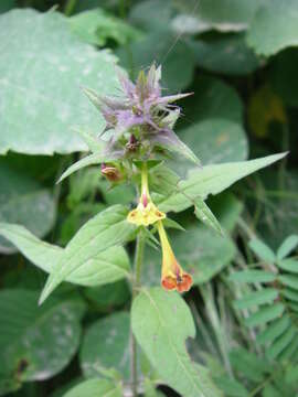 Слика од Melampyrum nemorosum L.