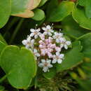 Imagem de Trachymene humilis subsp. breviscapa (Domin) P. Short