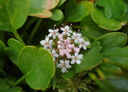 Trachymene humilis subsp. breviscapa (Domin) P. Short resmi