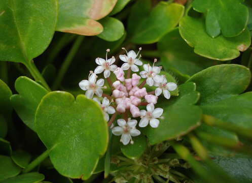 Image of Trachymene humilis subsp. breviscapa (Domin) P. Short