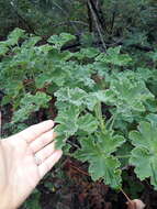 Image of Pelargonium tomentosum Jacq.