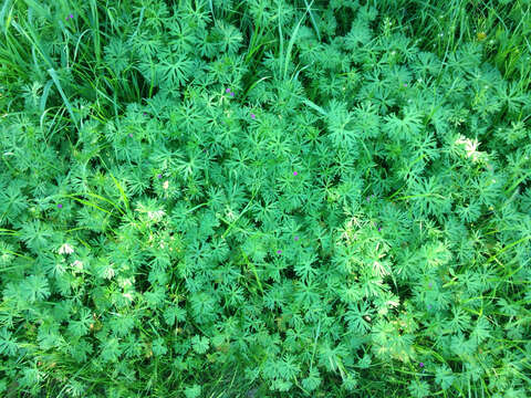 Plancia ëd Geranium dissectum L.