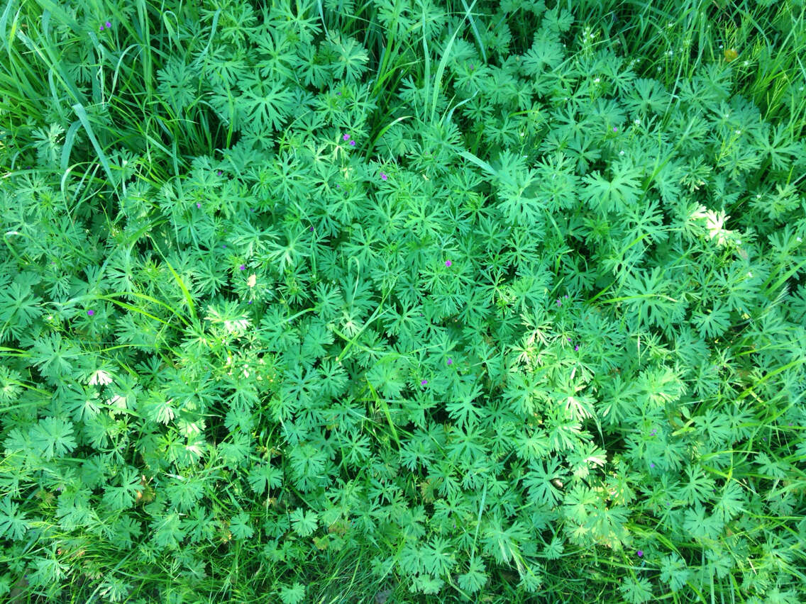 Image of cut-leaved cranesbill