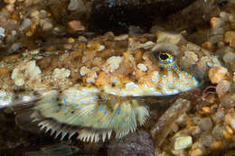 Image of Reticulated Dragonet