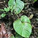 Image of Philodendron grandipes K. Krause