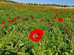 Imagem de Papaver umbonatum Boiss.