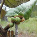 Image of Quercus urbani Trel.