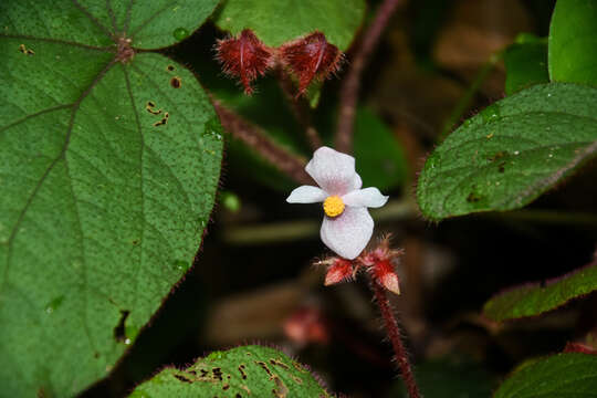 Image of Begonia cathcartii Hook. fil. & Thomson