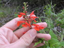 Imagem de Salvia coccinea Buc'hoz ex Etl.