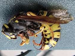 Image of Vespula infernalis