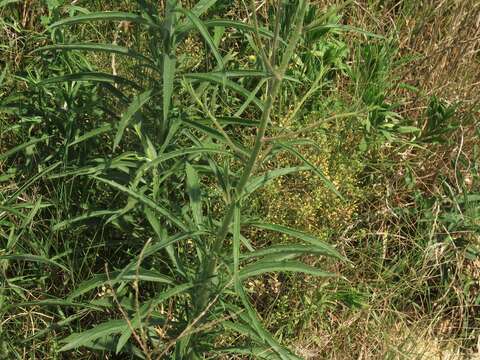 Imagem de Croptilon hookerianum var. validum (Rydb.) E. B. Smith