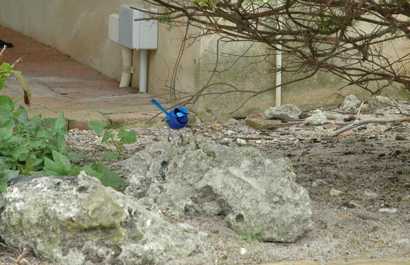 Image of Splendid Fairywren