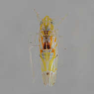 Image of Erythroneura octonotata Walsh 1862