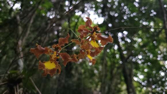 Image of Oncidium praetextum