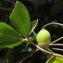 Image of Quercus phillyreoides A. Gray