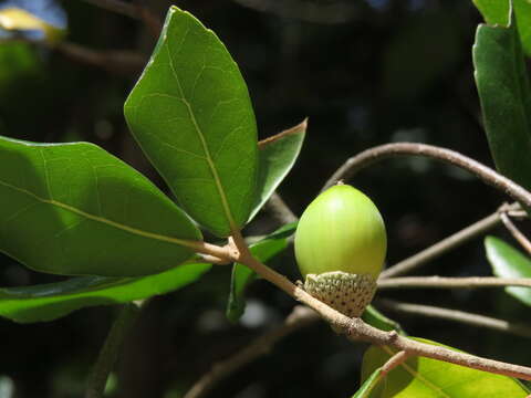 Imagem de Quercus phillyreoides A. Gray