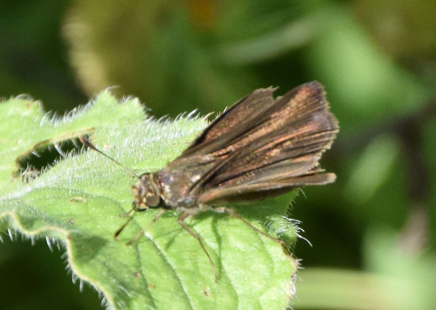 Image of Dun Sedge Skipper