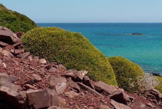 Image of Anthyllis hystrix (Barcelo) Cardona et al.