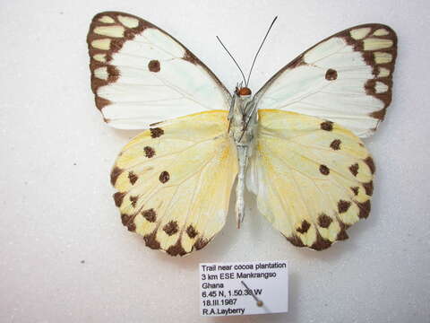 Image of Calypso Caper White