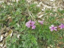 Image of Chiricahua Mountain mock vervain