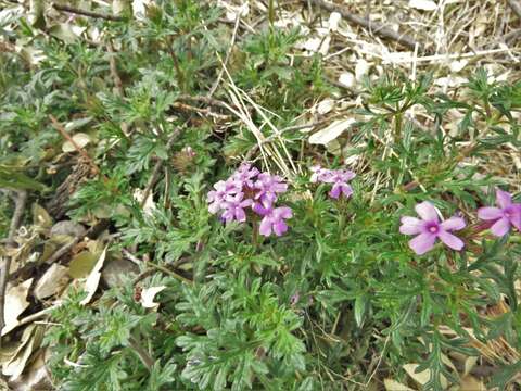 Imagem de Glandularia chiricahensis Umber