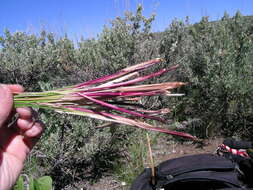 Imagem de Festuca campestris Rydb.