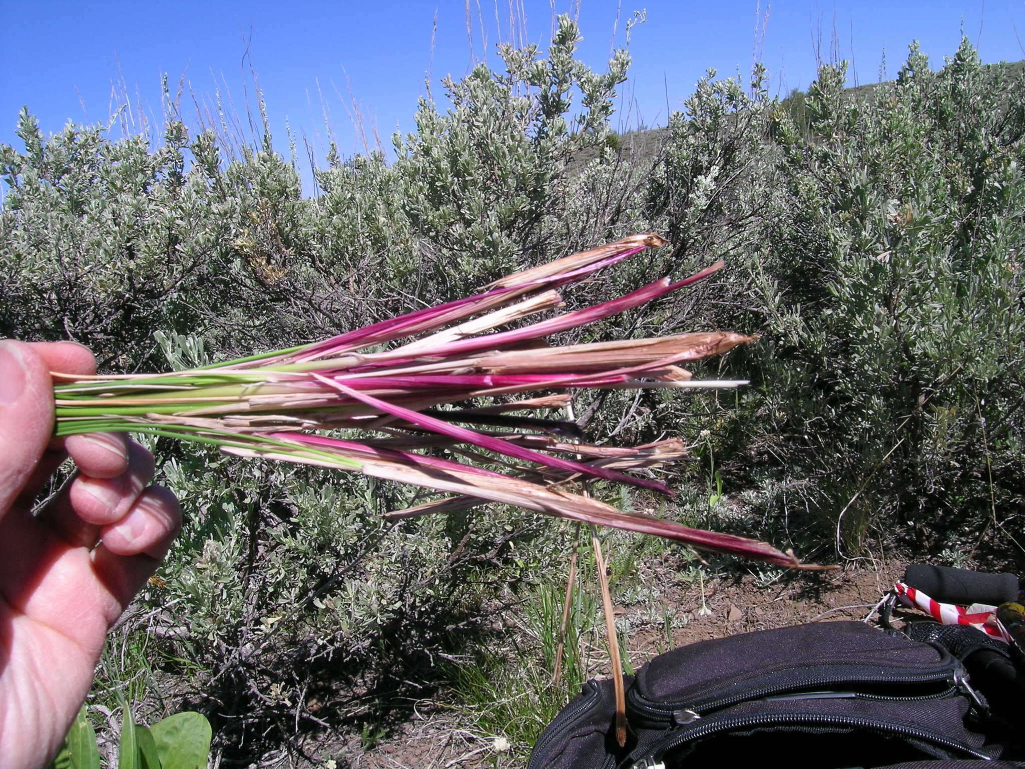 Plancia ëd Festuca campestris Rydb.