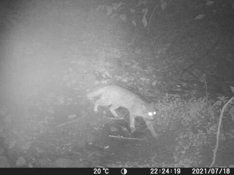 Image of Asian spotted cats